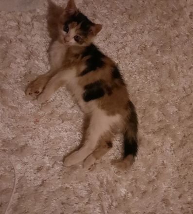 Kitten in liebevolle Hände abzugeben