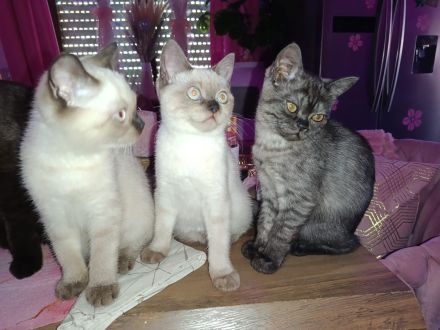 Zuckersüße BKH Kitten Mädels(kinderlieb & top sozialisiert) Einzeln oder zum Geschwisterpreis :)