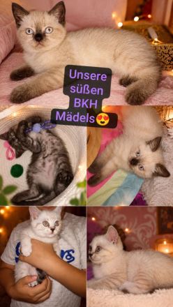 Traumhafte BKH-Bärchen  Super verschmust & sind jetzt abgabebereit