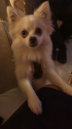 Wir bekommen Welpen spitz