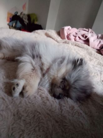 Zwergspitz Buddy sucht ein neues zu Hause