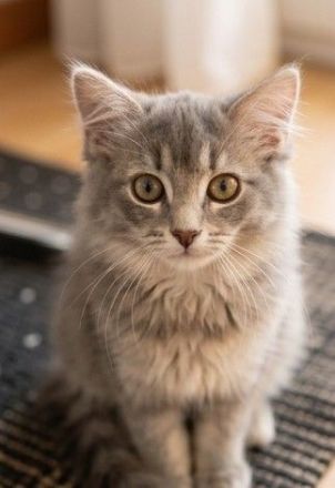 Mädchen Duo sucht gemeinsames zuhause