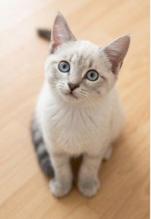 Mädchen Duo sucht gemeinsames zuhause