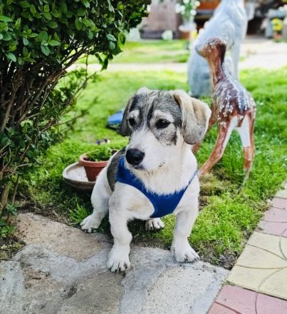 Basset Beagle Mix sucht ein Zuhause