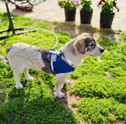 Basset Beagle Mix sucht ein Zuhause