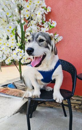 Basset Beagle Mix sucht ein Zuhause