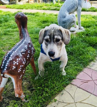 Basset Beagle Mix sucht ein Zuhause