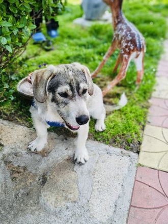 Basset Beagle Mix sucht ein Zuhause