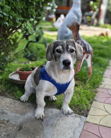 Basset Beagle Mix sucht ein Zuhause