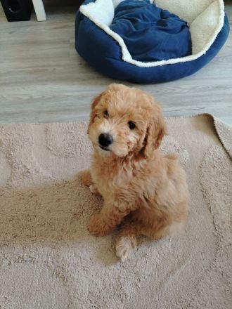 Wunderschönes Goldendoodle Mädchen