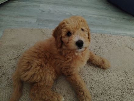 Wunderschönes Goldendoodle Mädchen