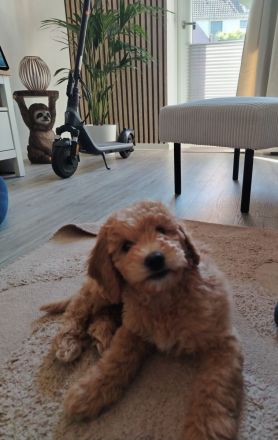 Wunderschönes Goldendoodle Mädchen