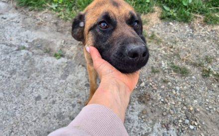 Zuhause gesucht für Caleb