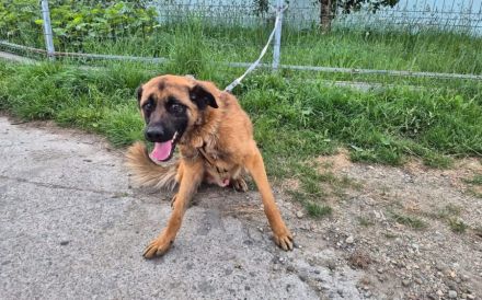Zuhause gesucht für Caleb
