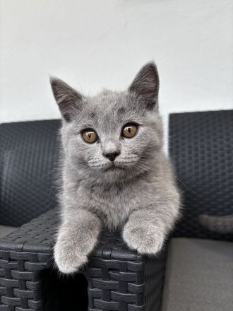 2 BKH Kitten suchen ein neues Zuhause (M) 🩵