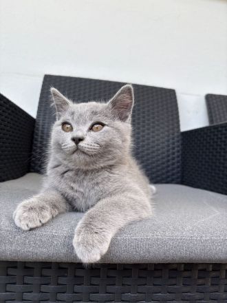 2 BKH Kitten suchen ein neues Zuhause (M) 🩵