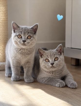 2 BKH Kitten suchen ein neues Zuhause (M) 🩵