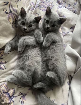 2 BKH Kitten suchen ein neues Zuhause (M) 🩵