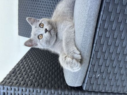 2 BKH Kitten suchen ein neues Zuhause (M) 🩵