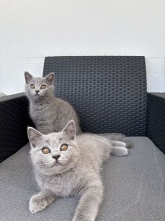 2 BKH Kitten suchen ein neues Zuhause (M) 🩵