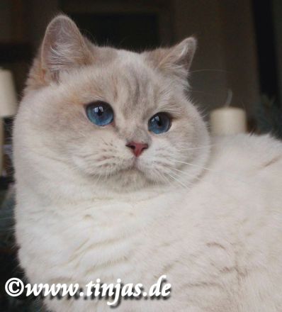 Tinjas