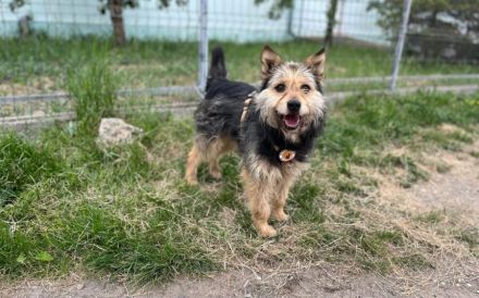 Lando sucht seinen sicheren Hafen