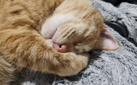Junger Kater Pumpkin wartet auf seine neue Familie!