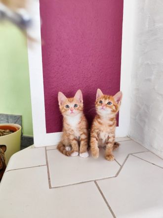 Babykatzen Kitten