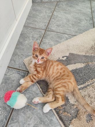 Babykatzen Kitten