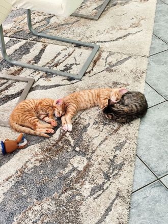Babykatzen Kitten
