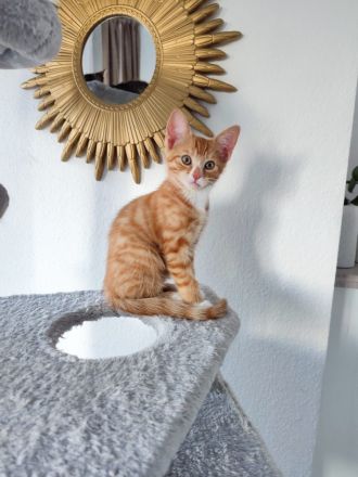 Babykatzen Kitten