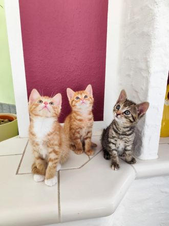 Babykatzen Kitten