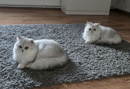 BLH British Langhaar Schwestern (BKH/BLH Mix) (British Kurzhaar/British Langhaar) Katzen