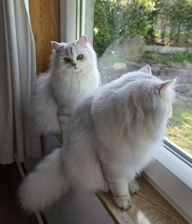 BLH British Langhaar Schwestern (BKH/BLH Mix) (British Kurzhaar/British Langhaar) Katzen
