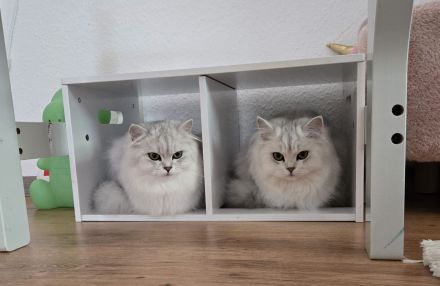BLH British Langhaar Schwestern (BKH/BLH Mix) (British Kurzhaar/British Langhaar) Katzen