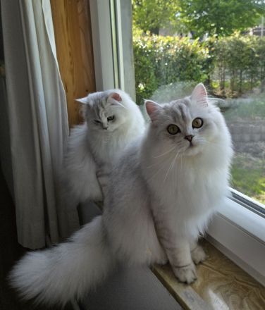 BLH British Langhaar Schwestern (BKH/BLH Mix) (British Kurzhaar/British Langhaar) Katzen