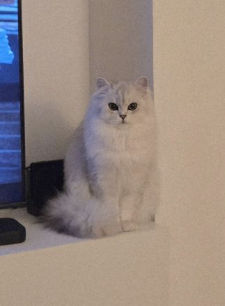 BLH British Langhaar Schwestern (BKH/BLH Mix) (British Kurzhaar/British Langhaar) Katzen