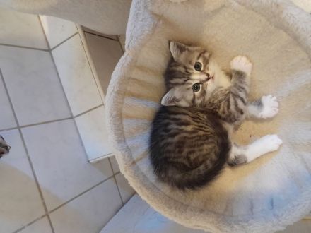 Britisch Kurzhaar MIX Baby Katzen zu verkaufen