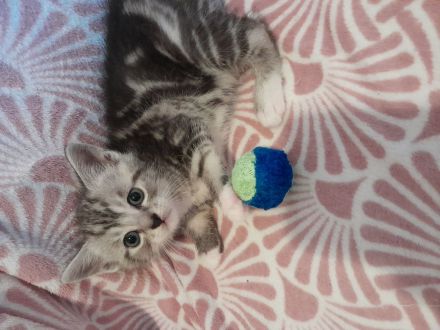 Britisch Kurzhaar MIX Baby Katzen zu verkaufen