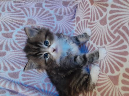 Britisch Kurzhaar MIX Baby Katzen zu verkaufen