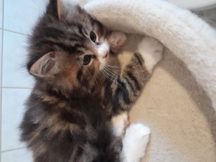 Britisch Kurzhaar MIX Baby Katze zu verkaufen
