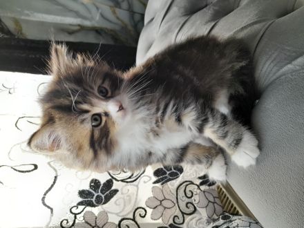 Britisch Kurzhaar MIX Baby Katze zu verkaufen