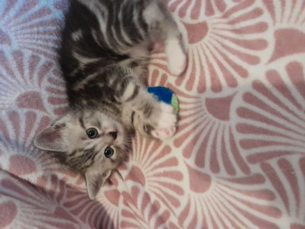 Britisch Kurzhaar MIX Baby Katzen zu verkaufen