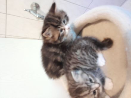 Britisch Kurzhaar MIX Baby Katzen zu verkaufen