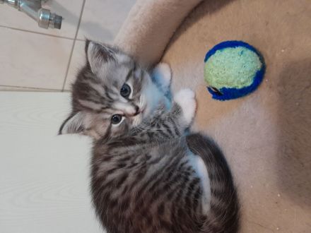 Britisch Kurzhaar MIX Baby Katzen zu verkaufen