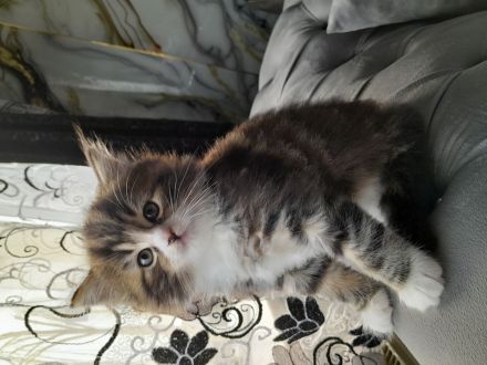 Britisch Kurzhaar MIX Baby Katze zu verkaufen
