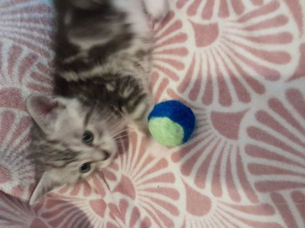 Britisch Kurzhaar MIX Baby Katzen zu verkaufen