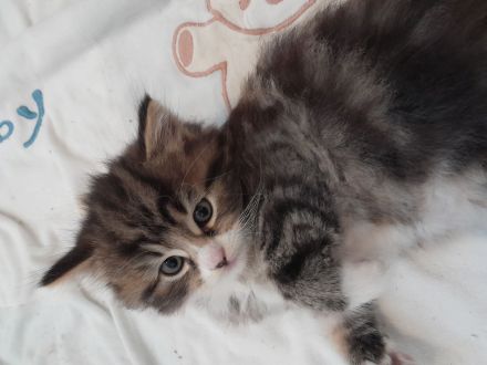 Britisch Kurzhaar MIX Baby Katze zu verkaufen