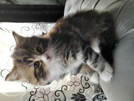 Britisch Kurzhaar MIX Baby Katze zu verkaufen