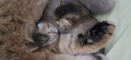 zuckersüße BKH kitten
